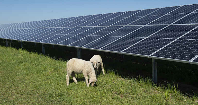 La energía solar fotovoltaica, clave para luchar contra el cambio climático Enelico Energía Solar Ibague, Colombia